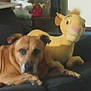 Kahuna is registered to the contest to win money with this photo: animal, brown_dog, companion, couch, cozy, cute, dog, domestic_animal, furniture, home, indoor, lion_cub_plush, living_room, pet, plush_toy, relaxing, resting, soft_toy, stuffed_animal, toy