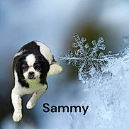 Sammie is registered to the contest to win money with this photo: animal, black_and_white, blue_background, close_up, cold, cute, dog, fluffy, furry, ice, pet, portrait, puppy, sammy, sitting, small_dog, snowflake, standing, text_overlay, winter