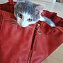 cat, kitten, bag, handbag, red, leather, pet, curious, indoor, floor, wooden_floor, whiskers, ears, animal, cute, small, playful, feline, domestic_cat, closeup