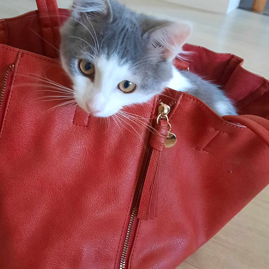 Adriane participe au concours pour gagner de l'argent avec cette photo : animal, bag, cat, closeup, curious, cute, domestic_cat, ears, feline, floor, handbag, indoor, kitten, leather, pet, playful, red, small, whiskers, wooden_floor