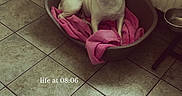 Kiara participe au concours pour gagner de l'argent avec cette photo : animal, blanket, brown_and_white, calm, canine, comfort, corner, cozy, dog, domestic, flooring, household, indoor, morning, pet_bed, quiet, radiator, resting, text_overlay, tile_floor