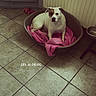 animal, blanket, brown_and_white, calm, canine, comfort, corner, cozy, dog, domestic, flooring, household, indoor, morning, pet_bed, quiet, radiator, resting, text_overlay, tile_floor