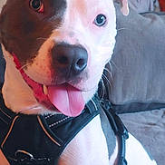 Moe is registered to the contest to win money with this photo: dog, pet, black_and_white, tongue_out, harness, canine, indoor, couch, close_up, happy, friendly, domestic_animal, fur, animal, companion, snout, ears, sitting, household, cute