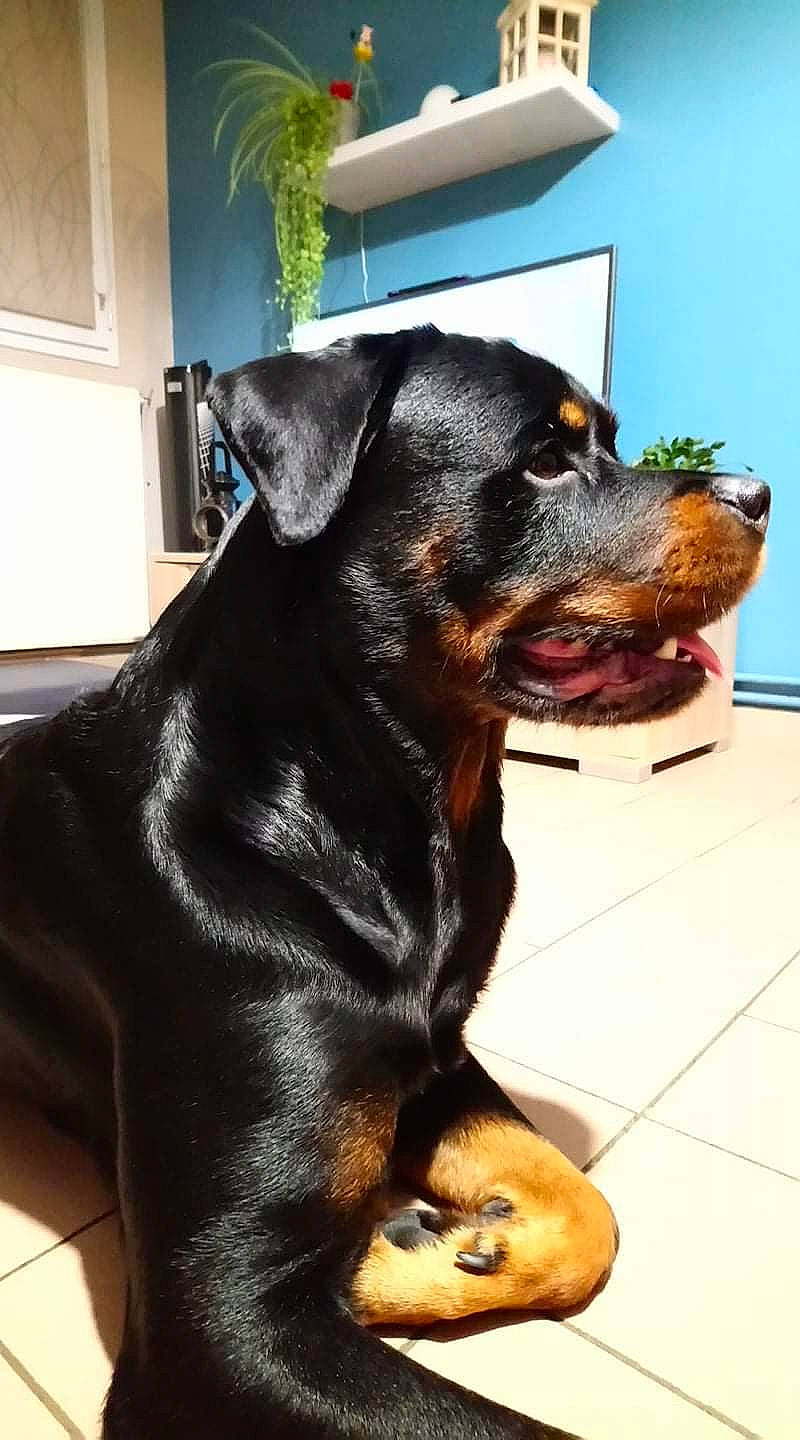 Loki participe au concours pour gagner de l'argent avec cette photo : black_and_tan_terrier, canidae, carlin_pinscher, carnivore, companion_dog, dog, dog_breed, fawn, german_pinscher, guard_dog, jagdterrier, mammal, miniature_pinscher, pinscher, puppy, rare_breed_dog, rottweiler, snout, vertebrate, working_dog