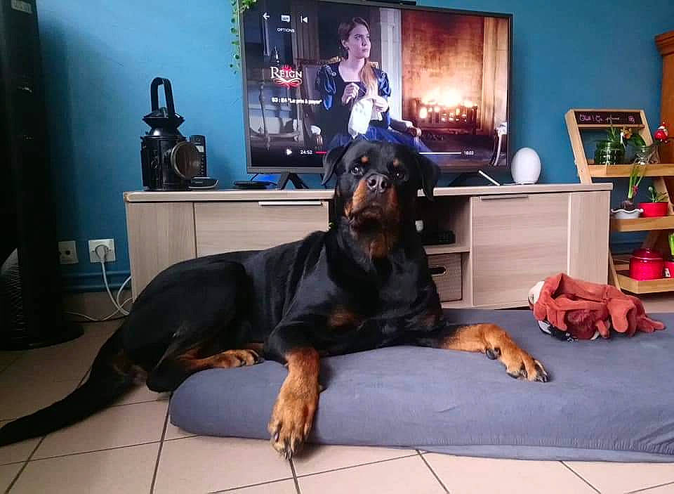 Loki participe au concours pour gagner de l'argent avec cette photo : canidae, carnivore, companion_dog, dobermann, dog, dog_breed, guard_dog, mammal, polish_hunting_dog, rottweiler, sporting_group, vertebrate, working_dog