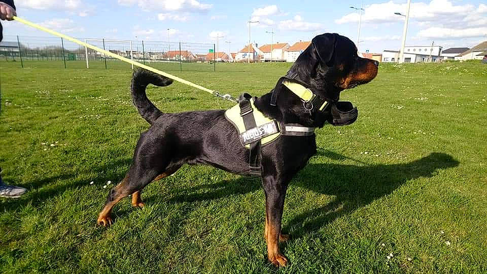 Loki participe au concours pour gagner de l'argent avec cette photo : austrian_black_and_tan_hound, canidae, carnivore, collar, companion_dog, dog, dog_breed, hound, hunting_dog, mammal, montenegrin_mountain_hound, polish_hunting_dog, rare_breed_dog, rottweiler, smaland_hound, tail, transylvanian_hound, tyrolean_hound, vertebrate, working_dog
