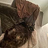 cat, tortoiseshell, blanket, couch, jacket, furniture, indoor, floor, wall, relaxing, sleeping, cozy, fur, pet, home, living_room, brown, beige, soft, resting