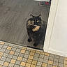 cat, tortoiseshell, pet, indoor, floor, doorway, curious, animal, feline, yellow_eyes, mop, wooden_floor, tiled_floor, home, domestic, looking_up, fur, quiet, calm, closeup