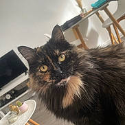 Croquette a rejoint le concours — aidez-le/la à gagner de superbes lots ! cat, tortoiseshell, feline, yellow_eyes, fluffy, pet, indoor, living_room, table, decor, cactus, modern, furniture, curious, closeup, cute, animal, home, cozy, whiskers