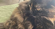 Croquette participe au concours pour gagner de l'argent avec cette photo : cat, tortoiseshell, fluffy, pet, indoor, furniture, chair, wooden_legs, green_surface, curtains, window, natural_light, fur, animal, relaxing, side_view, whiskers, domestic, cozy, contemplative