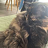 cat, tortoiseshell, fluffy, pet, indoor, furniture, chair, wooden_legs, green_surface, curtains, window, natural_light, fur, animal, relaxing, side_view, whiskers, domestic, cozy, contemplative