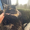 cat, tortoiseshell, fluffy, pet, animal, indoor, yellow_eyes, hand, blanket, curtain, window, cozy, furniture, feline, closeup, fur, whiskers, domestic, resting, soft_light