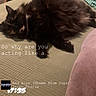 cat, sleeping, fluffy, couch, pillow, indoor, cozy, furniture, pet, resting, animal, tabby, closeup, relaxing, home, comfort, text_overlay, love, soft, nap
