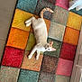 animal, bright_colors, cat, colorful_rug, cozy, curious, cute, domestic_cat, feline, floor, home, indoor, laying_down, looking_up, orange_cat, patchwork_rug, pet, relaxed, soft_texture, white_cat