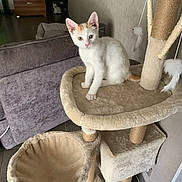 Cookie participe au concours pour gagner de l'argent avec cette photo : animal, cat, cat_tree, cozy, curious, cute, domestic, floor, furniture, home, indoor, kitten, living_room, looking, orange_spot, perched, pet, plush, soft, white_cat