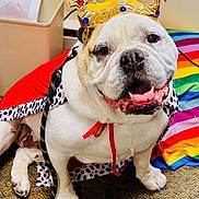Jabroni joined the competition — help win amazing prizes! accessory, animal, bulldog, canine, cape, carpet, closeup, colorful, costume, crown, dog, fabric, happy, indoor, leash, pet, playful, portrait, rainbow, smiling
