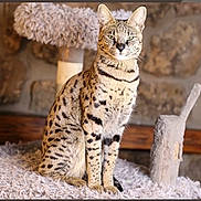 Nevada a rejoint le concours — aidez-le/la à gagner de superbes lots ! cat, feline, spotted_cat, cat_tree, plush, indoor, pet, animal, sitting, looking_at_camera, ears, whiskers, fur, stone_wall, wood, cozy, domestic_animal, portrait, furniture, house