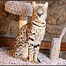 cat, feline, spotted_cat, cat_tree, plush, indoor, pet, animal, sitting, looking_at_camera, ears, whiskers, fur, stone_wall, wood, cozy, domestic_animal, portrait, furniture, house
