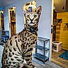 cat, spotted_cat, indoor, furniture, sitting, collar, ears, floor, shelf, doorway, room, curious, pet, animal, feline, modern, wood_floor, yellow_wall, blue_mat, gray_wall