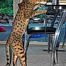 cat, spotted_cat, indoor, glass_table, metal_legs, carpet, window, garden, curious, standing, pets, feline, animal, domestic_cat, legs, tail, house, furniture, home_interior, natural_light