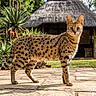 serval_cat, wild_cat, spotted_fur, animal, outdoor, nature, stone_patio, thatched_roof, hut, greenery, succulent_plants, sunlight, feline, alert, standing, mammal, wildlife, daylight, close_up, portrait