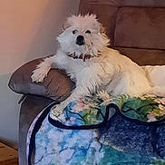 Khalessi is registered to the contest to win money with this photo: animal, blanket, canine, collar, comfort, couch, cozy, cute, dog, domestic_animal, fluffy, furniture, home, indoor, laying_down, living_room, pet, relaxed, resting, white_dog