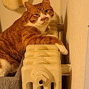 Oréo a rejoint le concours — aidez-le/la à gagner de superbes lots ! cat, ginger_cat, orange_tabby, pet, radiator, indoor, cozy, paw, whiskers, towel, wall, bedroom, cat_bed, portrait, looking_at_camera, relaxed, sleepy, fur, close_up, domestic