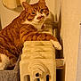 bedroom, cat, cat_bed, close_up, cozy, domestic, fur, ginger_cat, indoor, looking_at_camera, orange_tabby, paw, pet, portrait, radiator, relaxed, sleepy, towel, wall, whiskers