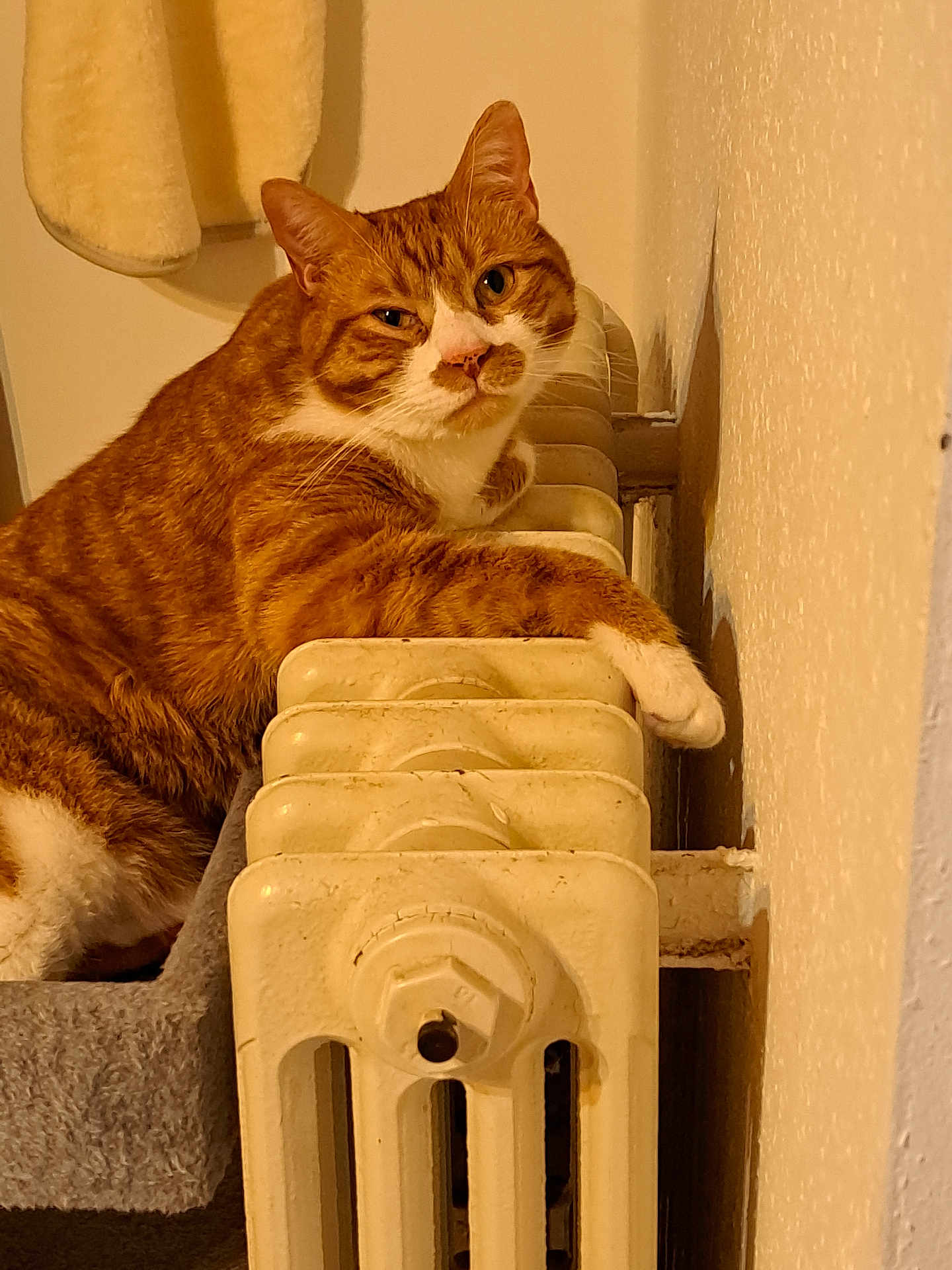 Oréo a rejoint le concours — aidez-le/la à gagner de superbes lots ! cat, ginger_cat, orange_tabby, pet, radiator, indoor, cozy, paw, whiskers, towel, wall, bedroom, cat_bed, portrait, looking_at_camera, relaxed, sleepy, fur, close_up, domestic