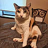 Opal And Midnight is registered to the contest to win money with this photo: animal, bed, blanket, blinds, calico_cat, cat, chair, cozy, cute, domestic, fur, furniture, home, indoor, looking_at_camera, pet, relaxed, sitting, whiskers, window