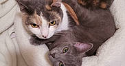 Opal And Midnight is registered to the contest to win money with this photo: animal, bed, blanket, calico_cat, cat, cats, cozy, cute, ears, eyes, feline, fur, gray_cat, indoor, pet, resting, sleepy, snuggle, two_animals, whiskers