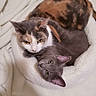 animal, bed, blanket, calico_cat, cat, cats, cozy, cute, ears, eyes, feline, fur, gray_cat, indoor, pet, resting, sleepy, snuggle, two_animals, whiskers