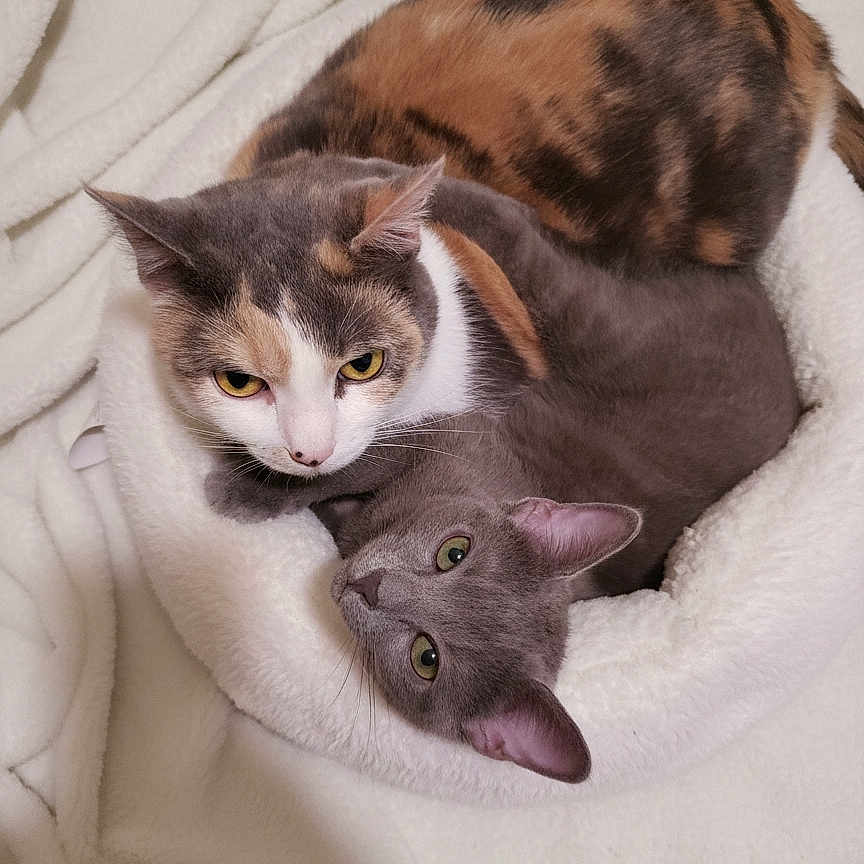 Opal And Midnight is registered to the contest to win money with this photo: animal, bed, blanket, calico_cat, cat, cats, cozy, cute, ears, eyes, feline, fur, gray_cat, indoor, pet, resting, sleepy, snuggle, two_animals, whiskers