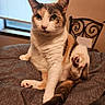 Opal And Midnight joined the competition — help win amazing prizes! animal, blanket, calico, cat, chair, cozy, cute, domestic, feline, fur, home, indoor, looking, paw, pet, portrait, relaxed, tail, whiskers, window