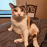 Opal And Midnight is registered to the contest to win money with this photo: animal, bedroom, blanket, calico, cat, chair, cozy, domestic, feline, fur, home, indoor, paw, pet, relaxed, sitting, tail, whiskers, window, yellow_eyes