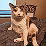 animal, bedroom, blanket, calico, cat, chair, cozy, domestic, feline, fur, home, indoor, paw, pet, relaxed, sitting, tail, whiskers, window, yellow_eyes
