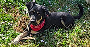 Kuma participe au concours pour gagner de l'argent avec cette photo : adorable, animal, black_dog, canine, cute, dog, flowers, friendly, garden, grass, greenery, lying_down, nature, outdoor, pet, playful, red_bandana, relaxed, summer, sunlight