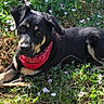 adorable, animal, black_dog, canine, cute, dog, flowers, friendly, garden, grass, greenery, lying_down, nature, outdoor, pet, playful, red_bandana, relaxed, summer, sunlight