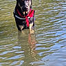 Kuma a rejoint le concours — aidez-le/la à gagner de superbes lots ! animal, bandana, black, canine, curious, daytime, dog, fur, lake, looking, nature, outdoor, pet, portrait, reflection, ripples, standing, tan, water, wet