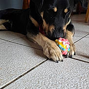 Kuma participe au concours pour gagner de l'argent avec cette photo : animal, black, cabinet, chewing, closeup, colorful, dog, floor, home, indoor, paw, pet, plant, play, relaxed, spiked_toy, tan, tile, toy, wooden_furniture