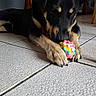 animal, black, cabinet, chewing, closeup, colorful, dog, floor, home, indoor, paw, pet, plant, play, relaxed, spiked_toy, tan, tile, toy, wooden_furniture