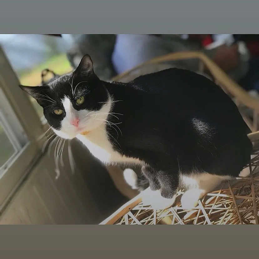 Puter joined the competition — help win amazing prizes! animal, black_and_white, cat, chair, close_up, cozy, curious, cute, domestic_animal, feline, furniture, indoor, looking, natural_light, pet, portrait, sitting, whiskers, wicker, window
