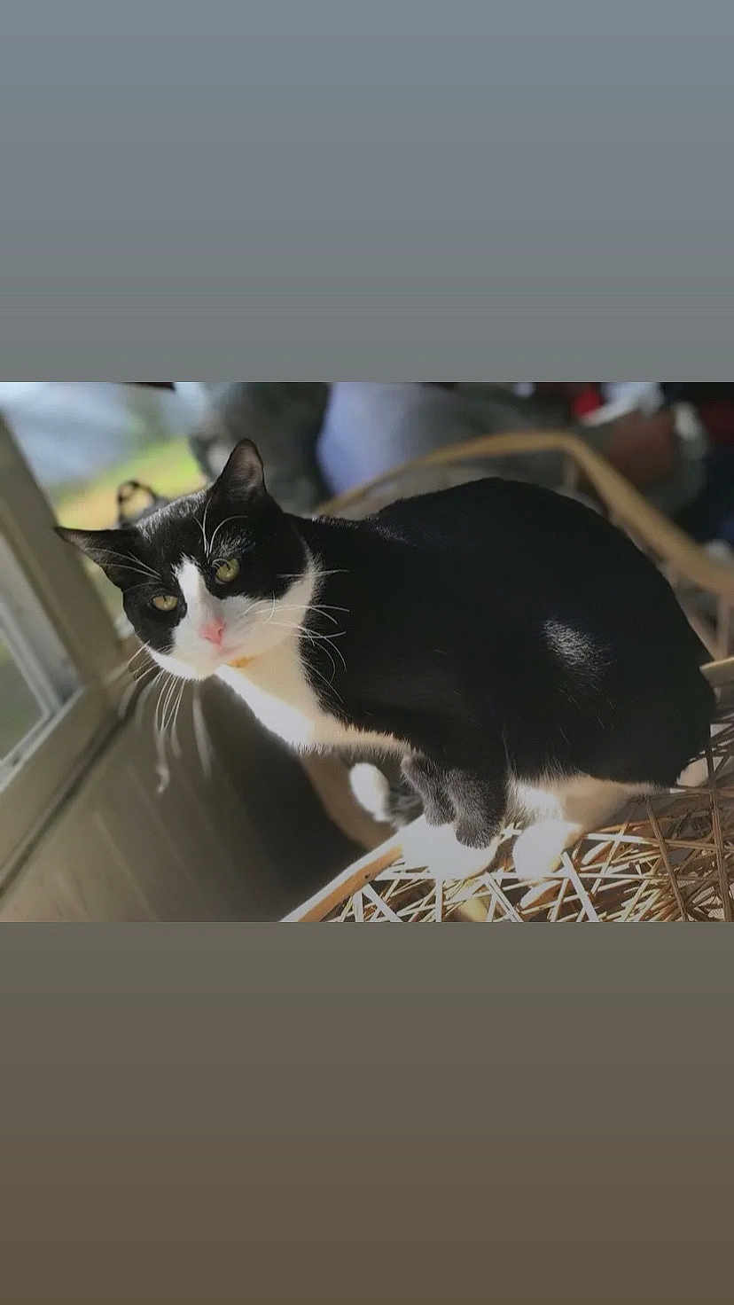 Puter joined the competition — help win amazing prizes! cat, black_and_white, indoor, window, natural_light, curious, pet, feline, chair, wicker, domestic_animal, whiskers, portrait, animal, cute, cozy, close_up, sitting, looking, furniture