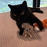 Rosie joined the competition — help win amazing prizes! black_cat, cat, pet, plush_toy, raccoon_toy, fox_toy, blanket, indoor, window, yellow_eyes, feline, animal, cute, resting, soft_toys, texture, curious, domestic_cat, closeup, cozy