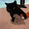 black_cat, cat, pet, plush_toy, raccoon_toy, fox_toy, blanket, indoor, window, yellow_eyes, feline, animal, cute, resting, soft_toys, texture, curious, domestic_cat, closeup, cozy