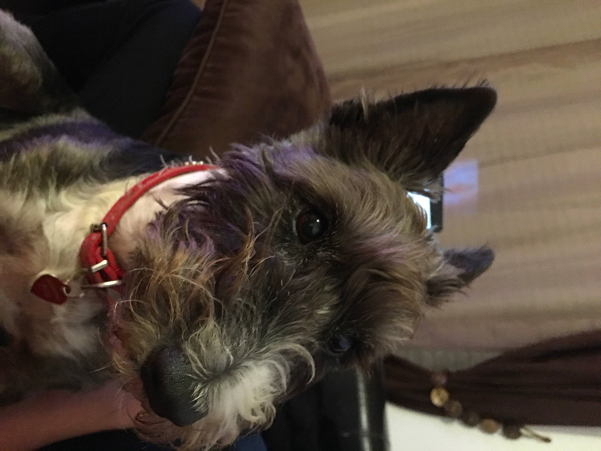 Mandy participe au concours pour gagner de l'argent avec cette photo : canidae, carnivore, companion_dog, dog, dog_breed, dog_supply, ear, fawn, fur, puppy, schnauzer, scottish_terrier, small_terrier, snout, sporting_group, standard_schnauzer, terrier, toy_dog, whiskers, working_animal