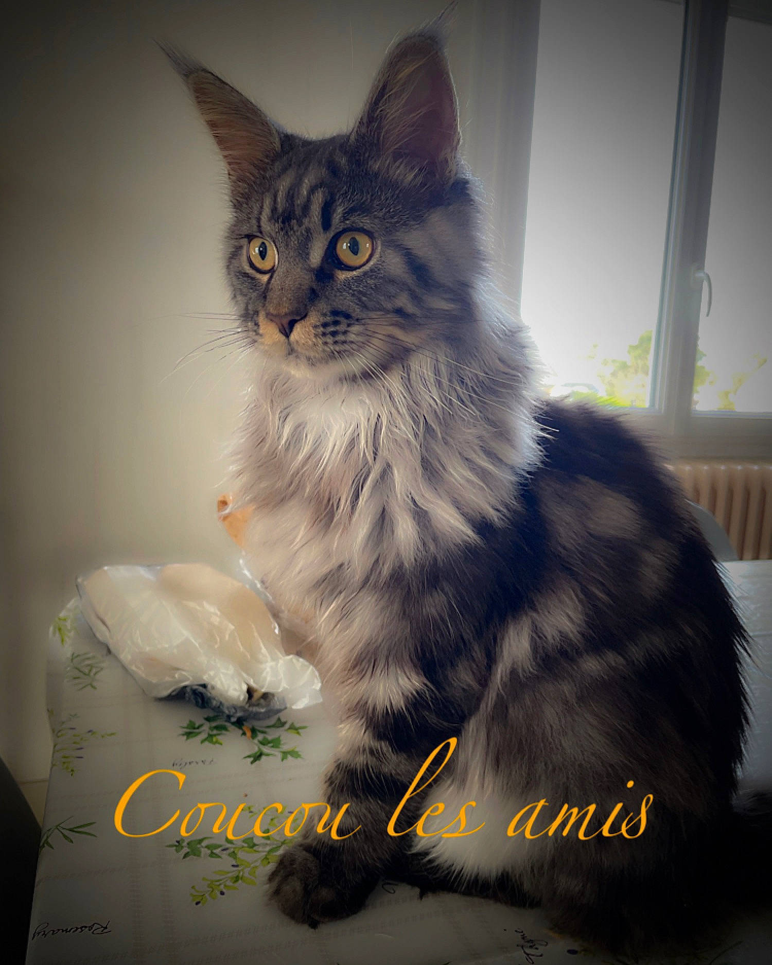 Timy participe au concours pour gagner de l'argent avec cette photo : carnivore, cat, claw, felidae, font, fur, happy, maine_coon, paw, photo_caption, sitting, small_to_medium_sized_cats, snout, tail, terrestrial_animal, whiskers, window