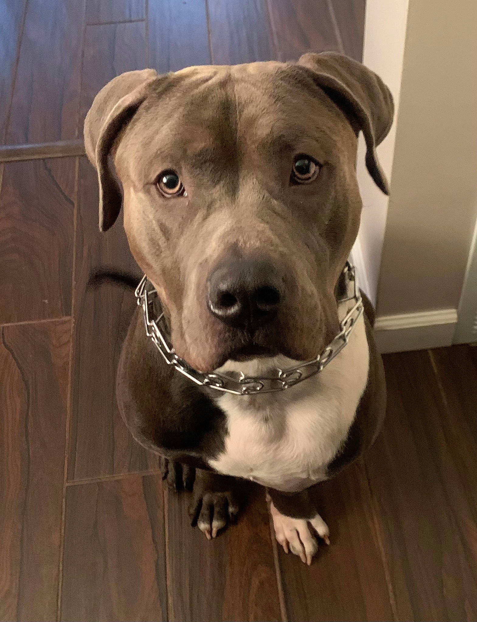 Capone is registered to the contest to win money with this photo: canidae, carnivore, collar, companion_dog, dog, dog_breed, dog_collar, eye, fawn, flooring, fur, head, jaw, pet_supply, selfie, snout, sporting_group, whiskers, wood, working_animal