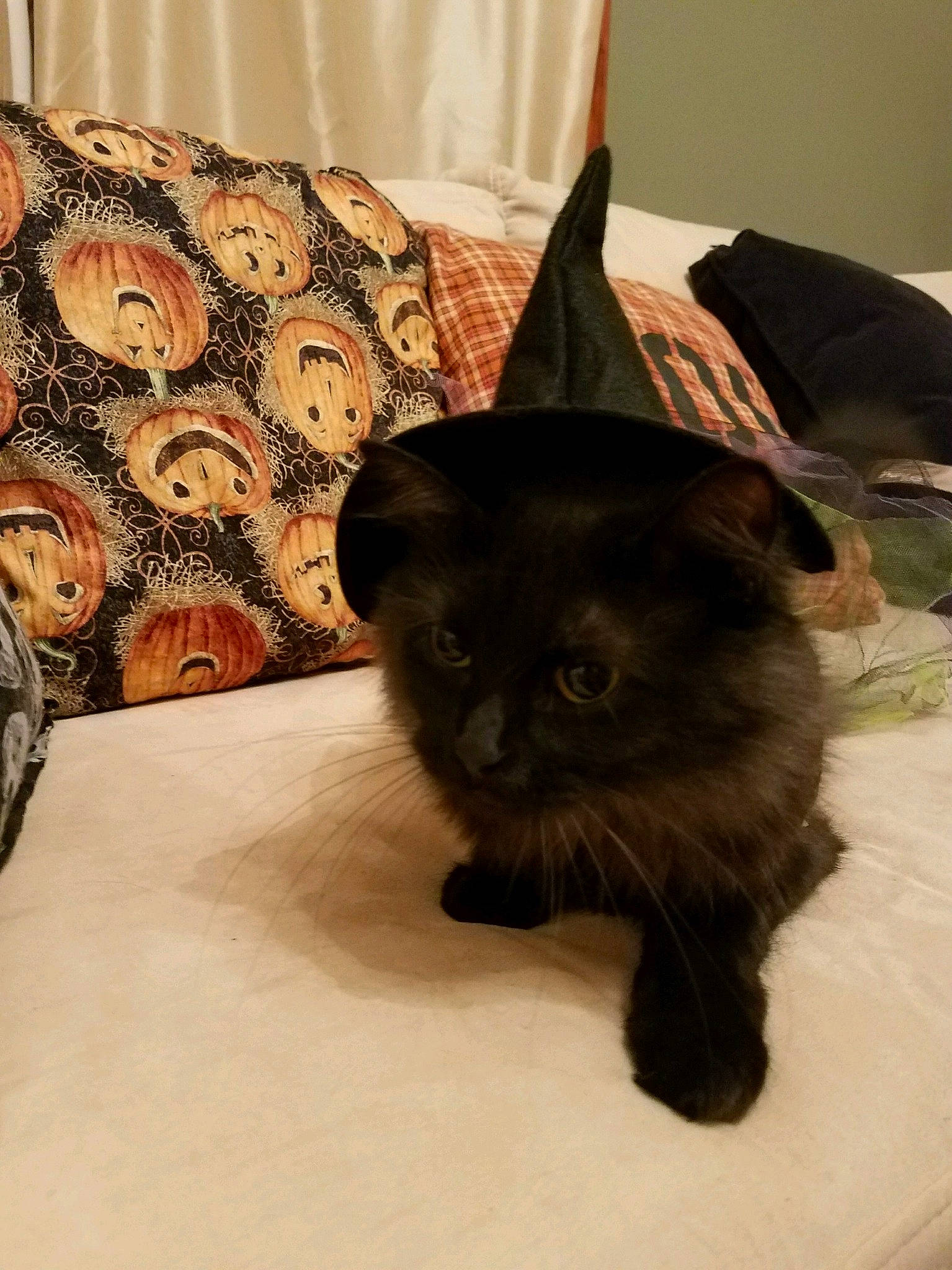 Clarice joined the competition — help win amazing prizes! black_cat, bombay, carnivore, cat, claw, comfort, cone, costume_hat, couch, domestic_short_haired_cat, eye, felidae, fur, siamese, small_to_medium_sized_cats, snout, tail, tree, whiskers