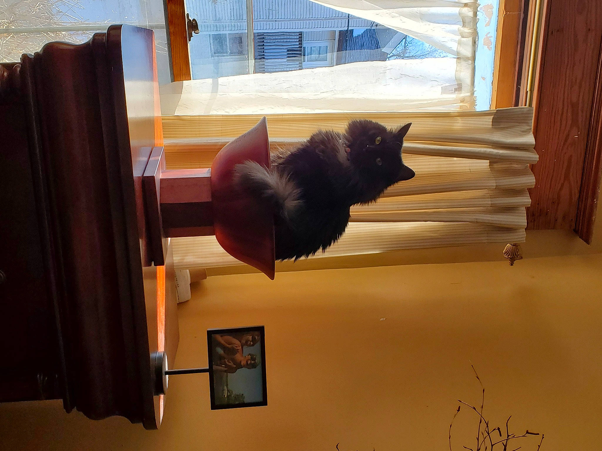 Clarice is registered to the contest to win money with this photo: art, black_cat, carmine, comfort, felidae, flooring, fur, hardwood, house, line, picture_frame, room, small_to_medium_sized_cats, stuffed_toy, tail, tints_and_shades, tree, window, window_treatment, wood